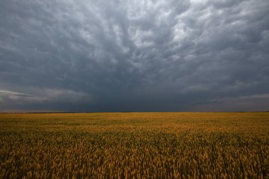 Altın Saatin Hediyesi: Günbatımında Büyüleyici Buğday Tarlaları Görünümü