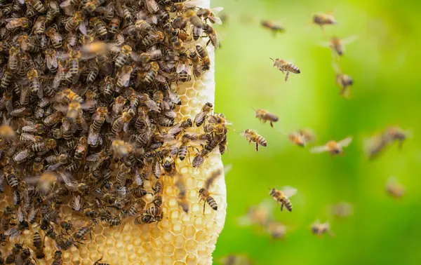 Unveiling the Wonders of the Natural World: Beehives and Bees in their Untouched Habitat