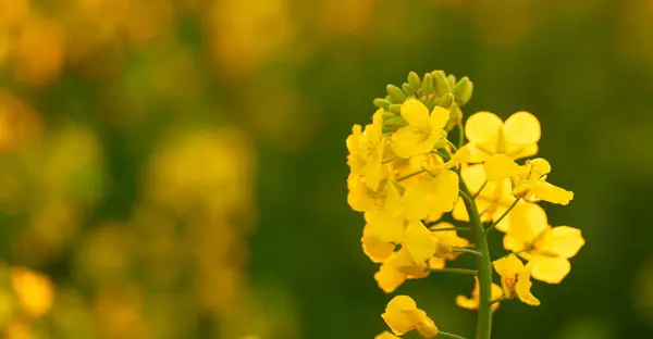 Nature\'s Masterpiece: Exploring the Macro World of Rapeseed