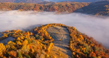 Dawn 's Delight: Sonbaharda Puslu Dağ Ormanı' nın Gizemli Güzelliği