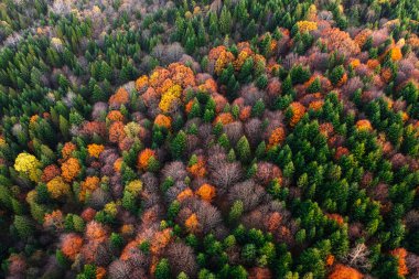 Sonbaharda Yüksekten Uçmak: Çok Renkli Dağ Sahnesinde İHA Çekmek