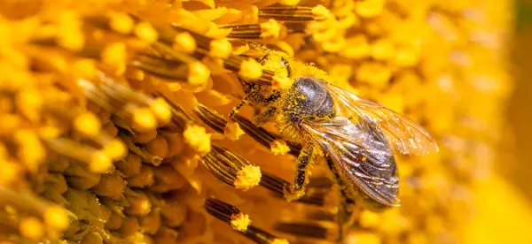 The Art of Pollination: Selective Focus on a Bee
