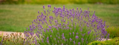 Lavanta Denizi: Doğanın Çiçek Zarafetini Yakalamak