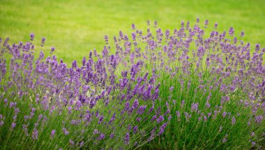 Lavanta Tarlaları: Güzellik ve parfümün birleştiği yer