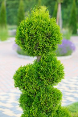 Yeşil Mücevher: Bahçede Dekoratif bir Thuja Gösterimi