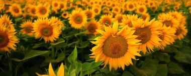 Sunset 'in Sarılması: Ayçiçekleri ve Yaklaşan Fırtına