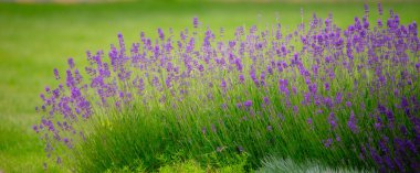 Mor Renkler Uyum içinde: Bahçe Yatağında Lavanta Çiçekleri