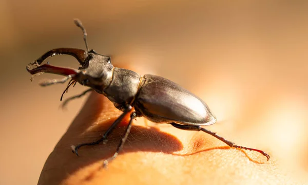 Bliska Stag Beetle Piękno Natury Centrum Uwagi — Zdjęcie stockowe