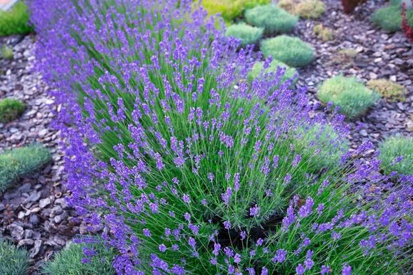 Lavendel Haven Där Naturens Skönhet Tar Plats — Stockfoto