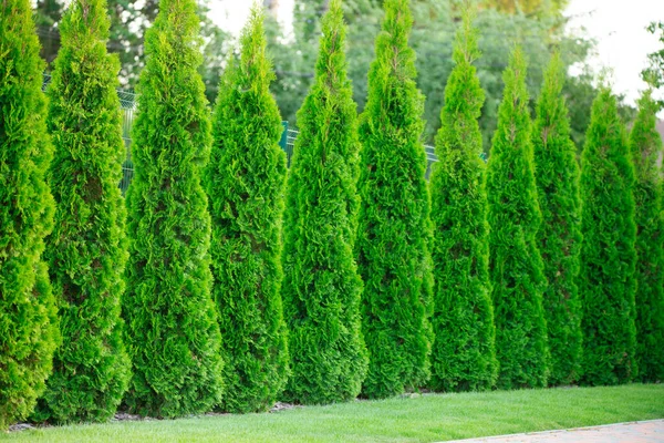 Elegáns Táj Bemutatja Dekoratív Thuja Kertben — Stock Fotó