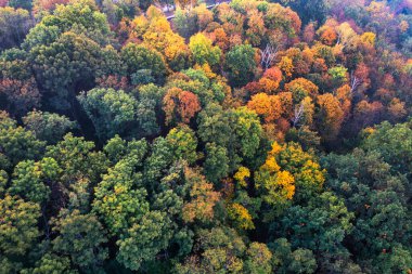 İlk Işık Kirliliği: Erken Saatlerdeki Fabrika Emisyonları