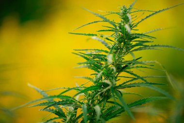 Hava Kuvvetleri: Devasa bir askeri nakliye uçağının yükselişine tanıklık ediyor