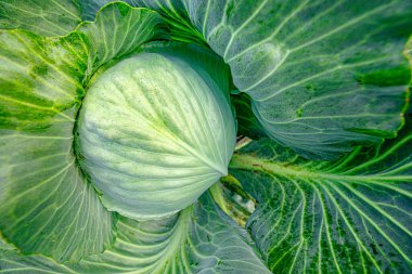 Garden 's Crown Jewel: The Pastine Beauty of Close-Up Cabbage Leaves