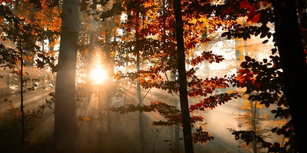 Sabah Sihri Altın Işınlar Şafakta Sonbahar Ormanı Aydınlatıyor — Stok fotoğraf
