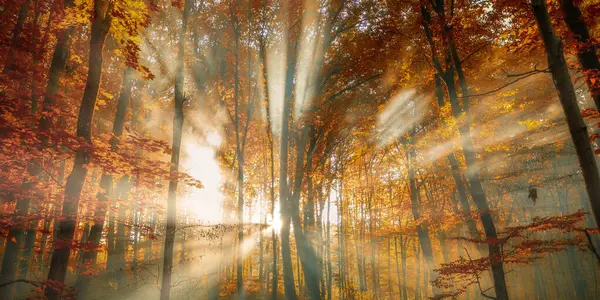 Primeira Luz Outono Uma Floresta Tranquila Desperta Brilho Alvorada — Fotografia de Stock
