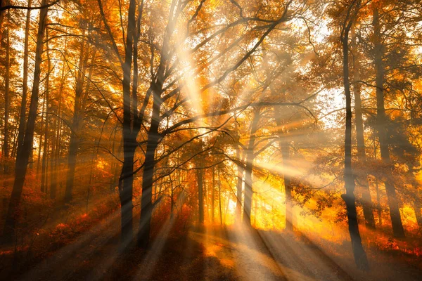 Золотой Час Осенью Лес Просыпается Туманным Солнечным Светом — стоковое фото