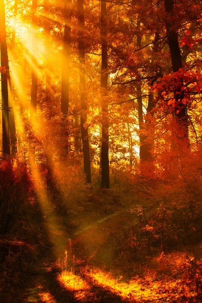 Foggy Forest Serenity Welcoming New Day Autumn Hush — Stock Photo, Image