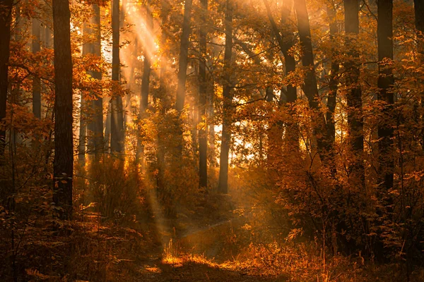 Foggy Affair Autumn Sunrise Creates Mystical Moments — Stock Photo, Image