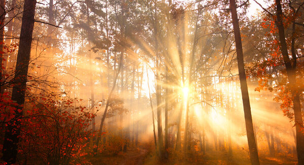 Nature's Greeting: Dawn Illuminates the Misty Autumn Woods