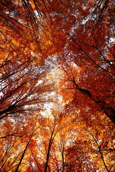 Ősz Árnyalatai Őszi Erdő Ragyogása — Stock Fotó