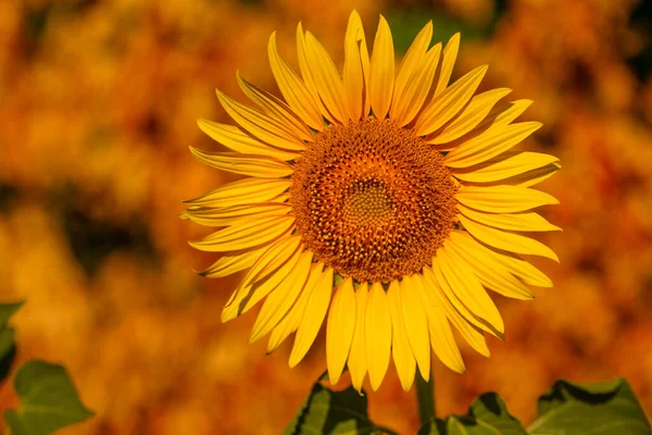 Slunečnicové Světlo Živý Květ Žlutém Moři — Stock fotografie