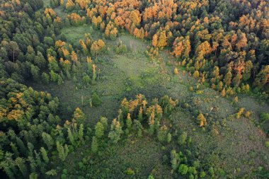 Genel Bakış: Soyut Sonbahar Ormanı Dokusu