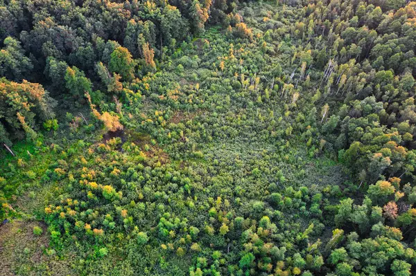 Padrões Outono Cima Textura Florestal Abstrata — Fotografia de Stock