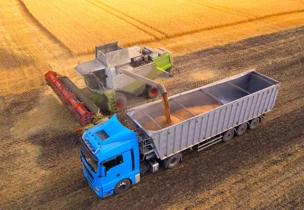 The Heart of Harvest: A Combine Loading Grains