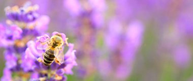 Macro Magic: Arıların Özel Detaylı Lavanta Ziyafeti