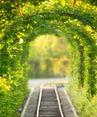 Yalnızlık İzleri: Ormanın Yaz Senfonisini Kucaklamak