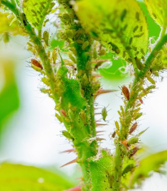 Aphid Ambiance: Gülün Tuvalinde Doğanın Draması