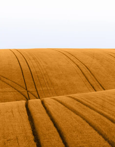 Harvest Time: The Beauty of a Wheatland Canvas