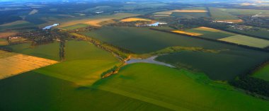 Agrarian Zarafeti: Yeşil ve Altın Buğday Tarlaları