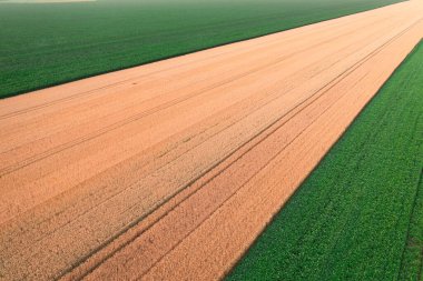 Rustik Zenginlikler: Çiçeklenen Kırsal Buğday Tablosu