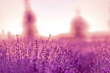 Büyüleyici Lavanta Anları: Resimli Bush 'un Çiçeklerine Özel Bir Bakış