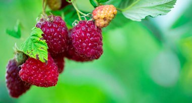 Ahududu Mutluluğu: Sunlit Berry Toplanmaya Hazır