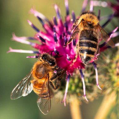 Yapraklar ve Polenler: Bir Arının Burdock Çiçeğindeki Huzurlu Anı