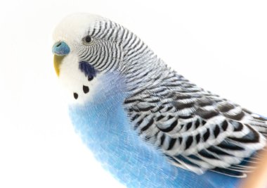 Feathered Royalty: Erkek Budgerigar 'ın Zarifliği