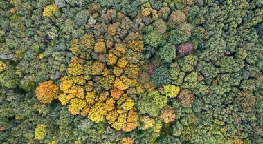 Drone 'un Göz Uyumu: Orman tepe örtüsünde Sonbahar Görkemi