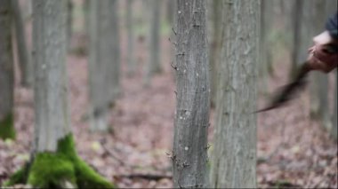 Orman Kerestecisi: Centilmen Kesme ve Kuru Kütükleri Depolama