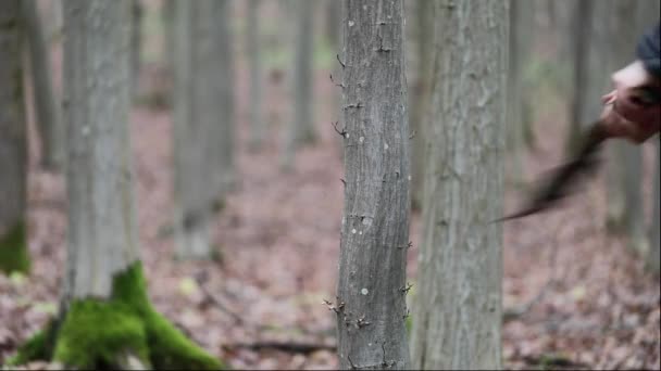 Skov Tømmer Gentleman Opskæring Oplagring Tørre Logfiler – Stock-video