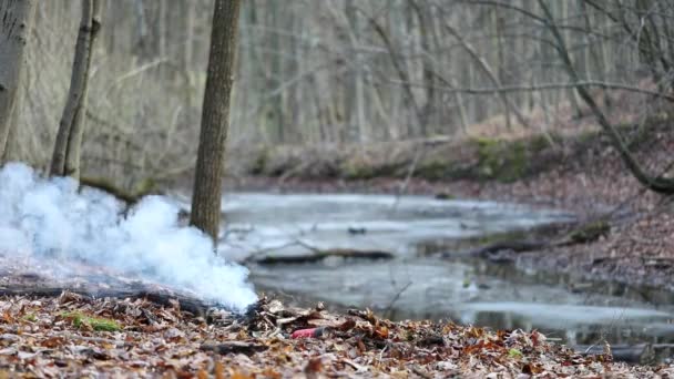 Woodland Embrace Bonfire Radiance Amidst Trees — Stock Video