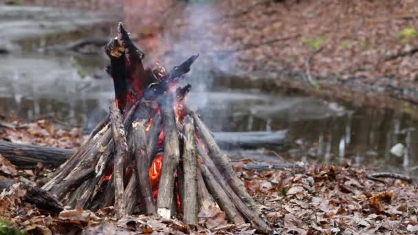 Crisp Flames Bonfire Crackles Kylmässä Syksyllä Illalla — kuvapankkivideo