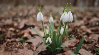 Fireside Frost: Soğuğun Ortasında Kış Sıcaklığı