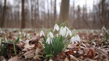 Kar yağışı sükuneti: Karlı bir akşamın sessizliğinde alevler titreşiyor