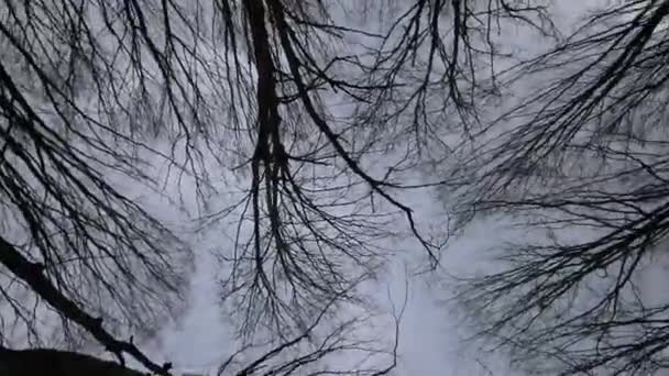 Perspectiva Arbórea Mirando Hacia Dosel Del Bosque — Vídeos de Stock
