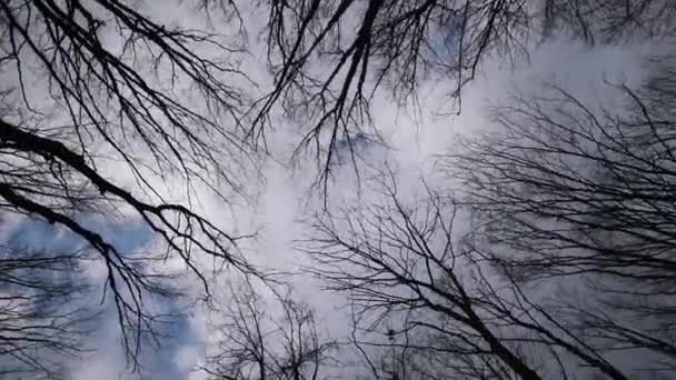 Gökyüzü Huzuru Ağaçlar Cennete Doğru Uzanıyor — Stok video