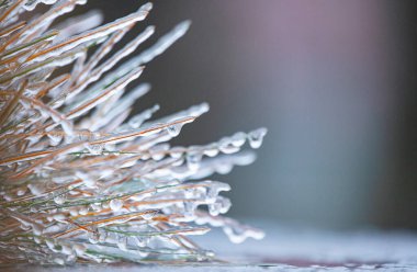 Kış Dokunuşu: Kuru Çimenlerin Bıçaklarında Buz Işıldıyor