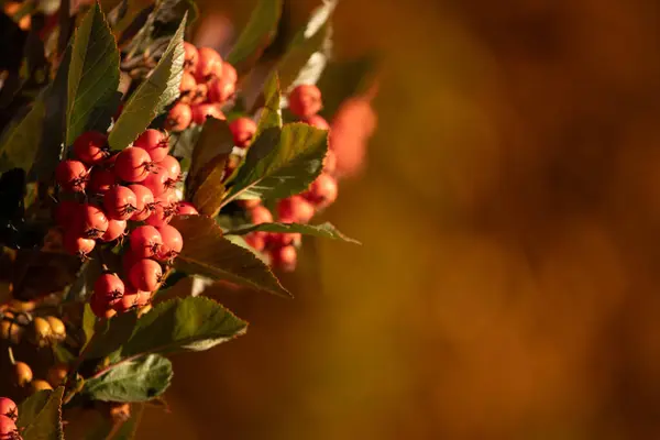 Autumn\'s Bounty: Vibrant Hawthorn Berries Adorn the Branches