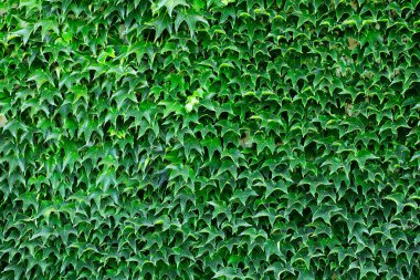 Üzüm bağı Yeşilliği: Üzüm Yapraklarının Ayrıntılı Dokusu